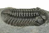 Superb Austerops Trilobite - Ofaten, Morocco #323698-1